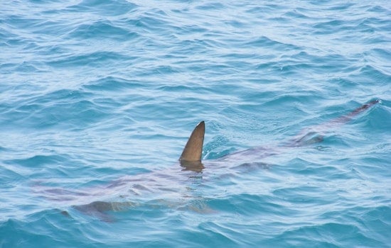 Massive Shark Sighting Prompts Emergency Advisory at Popular Beach