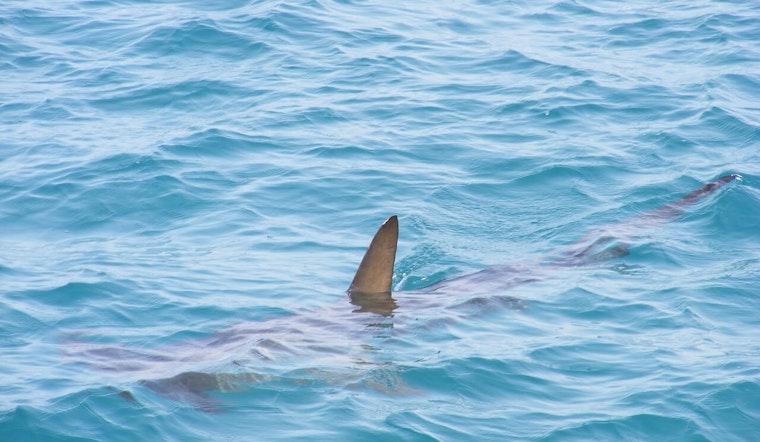 Massive Shark Sighting Prompts Emergency Advisory at Popular Beach