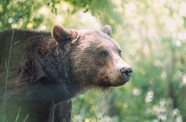 Mother Bear and Cubs Spotted in Novato's Miwok Park