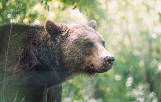 Mother Bear and Cubs Spotted in Novato's Miwok Park