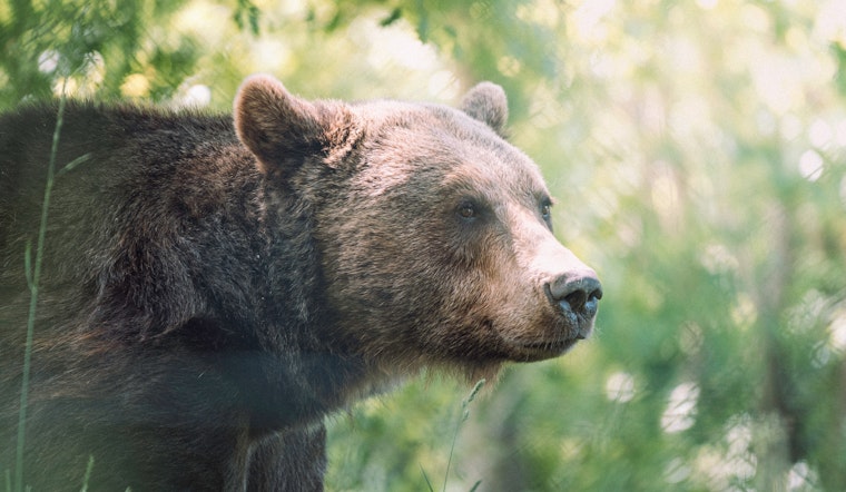 Mother Bear and Cubs Spotted in Novato's Miwok Park