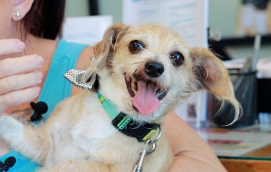 Missing Las Vegas Pup Mysteriously Reappears in El Cajon, 335-Mile from Home; Microchip Gets Him Home