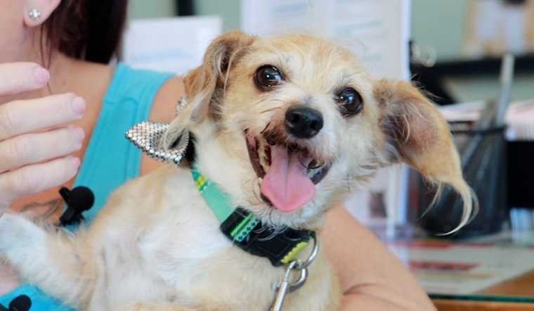 Missing Las Vegas Pup Mysteriously Reappears in El Cajon, 335-Mile from Home; Microchip Gets Him Home