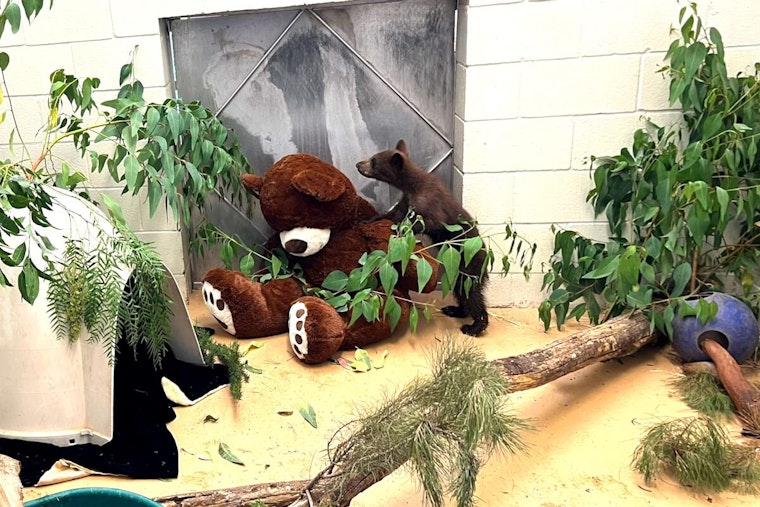 Orphaned After Mother's Death, Black Bear Cubs Find New Home at Ramona Wildlife Center, Until Hopeful Release