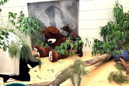 Orphaned After Mother's Death, Black Bear Cubs Find New Home at Ramona Wildlife Center, Until Hopeful Release