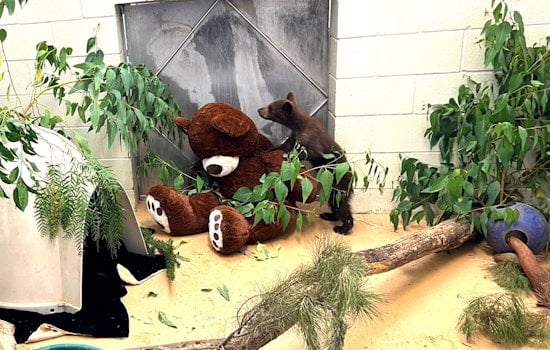 Orphaned After Mother's Death, Black Bear Cubs Find New Home at Ramona Wildlife Center, Until Hopeful Release