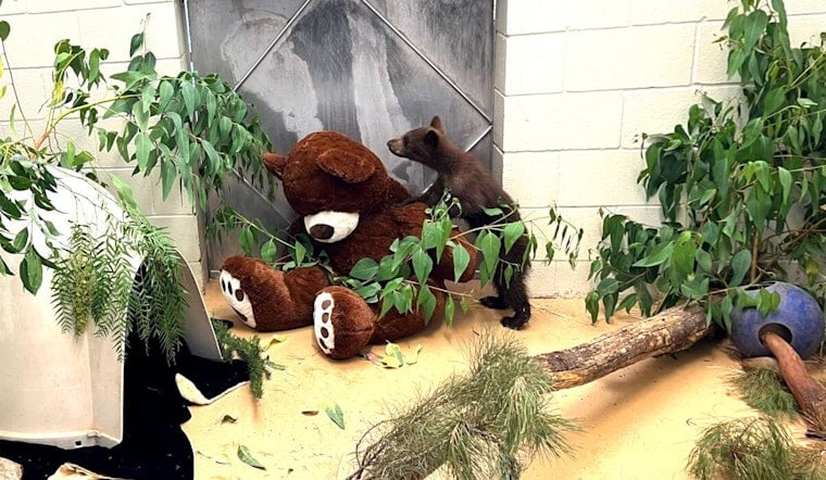 Orphaned After Mother's Death, Black Bear Cubs Find New Home at Ramona Wildlife Center, Until Hopeful Release