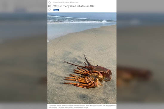 Person Says Remains of 20-30 Lobsters, A Dozen Crabs Appeared on Imperial Beach. This is Likely Why.
