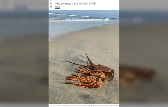 Person Says Remains of 20-30 Lobsters, A Dozen Crabs Appeared on Imperial Beach. This is Likely Why.