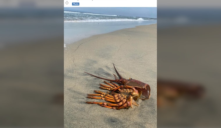 Person Says Remains of 20-30 Lobsters, A Dozen Crabs Appeared on Imperial Beach. This is Likely Why.