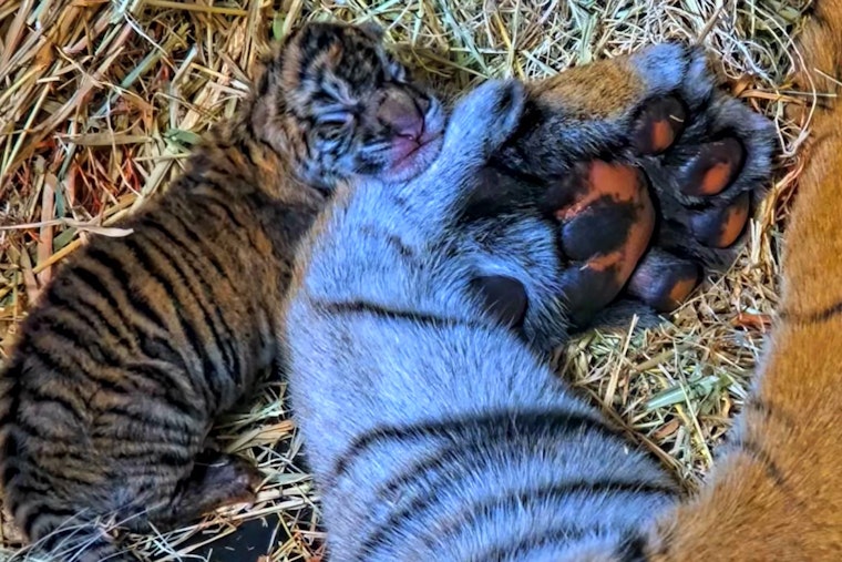 Birth of Near-Extinct, Twin Sumatran Tiger Cubs Delights at San Diego Safari Park Ahead of Global Tiger Day