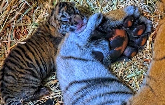 Birth of Near-Extinct, Twin Sumatran Tiger Cubs Delights at San Diego Safari Park Ahead of Global Tiger Day