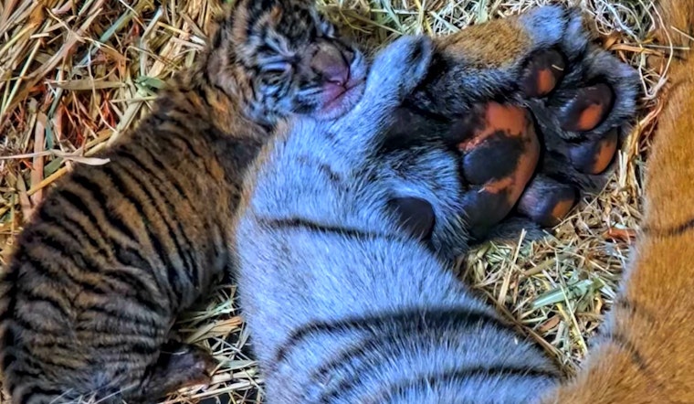 Birth of Near-Extinct, Twin Sumatran Tiger Cubs Delights at San Diego Safari Park Ahead of Global Tiger Day