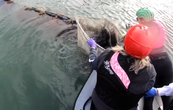 VIDEO: SF Fire Department Saves Harbor Seal from Life-Threatening Entanglement in the Bay