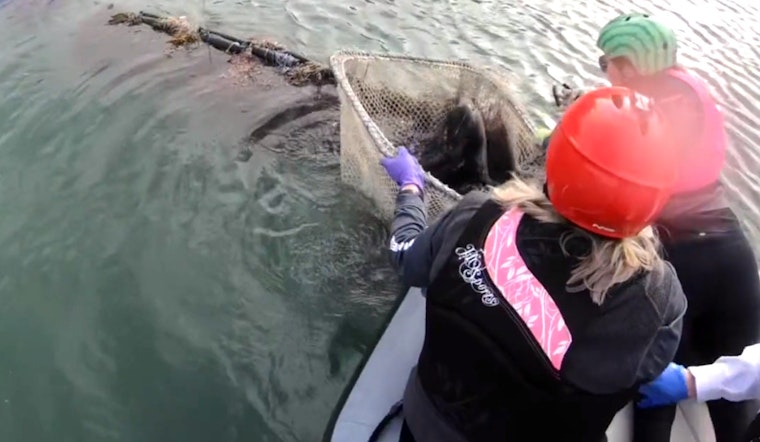 VIDEO: SF Fire Department Saves Harbor Seal from Life-Threatening Entanglement in the Bay