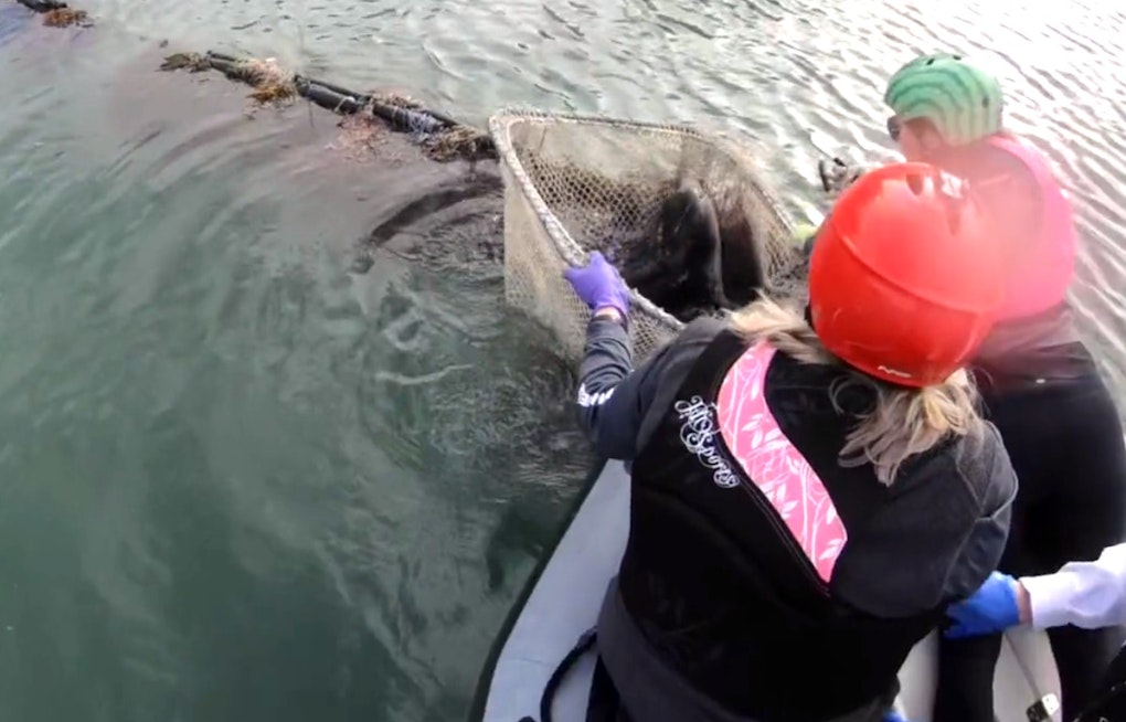 VIDEO: SF Fire Department Saves Harbor Seal from Life-Threatening Entanglement in the Bay