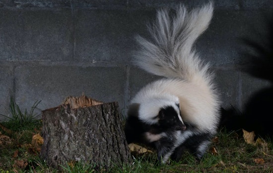 Skunks 'Taking Over' a Point Loma Condo Building Amuse Web Users; Residents Are Not Pleased