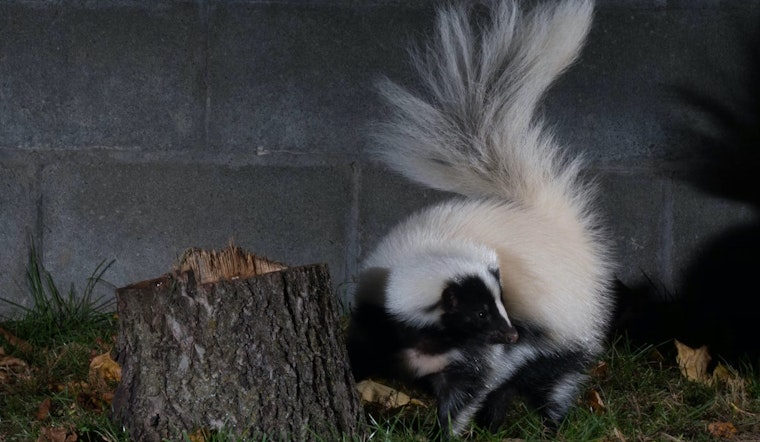 Skunks 'Taking Over' a Point Loma Condo Building Amuse Web Users; Residents Are Not Pleased