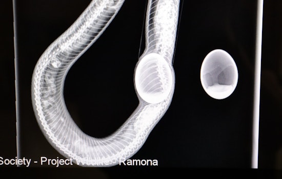 Snake with Fake Rubber Egg Stuck Inside Survives in San Diego, Released to Wild