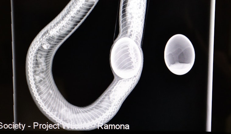 Snake with Fake Rubber Egg Stuck Inside Survives in San Diego, Released to Wild