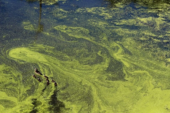 Toxic Algae Outbreak Threatens East Bay Swimming Areas and Marine Life on California Coast