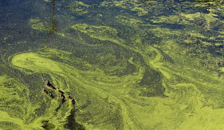 Toxic Algae Outbreak Threatens East Bay Swimming Areas and Marine Life on California Coast