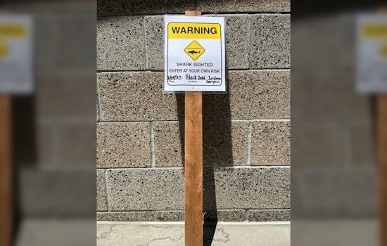 Trio of Great White Sharks Infest San Diego Beach, Terrorizing Beach Goers