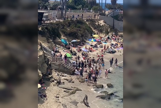 Video: Apparent Sea Lion Rampage Sends La Jolla Beachgoers Running in Shock