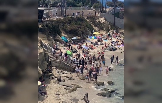 Video: Apparent Sea Lion Rampage Sends La Jolla Beachgoers Running in Shock