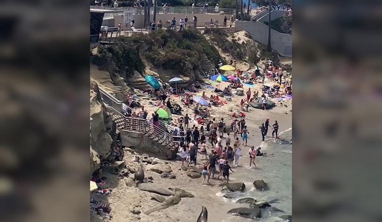 Video: Apparent Sea Lion Rampage Sends La Jolla Beachgoers Running in Shock