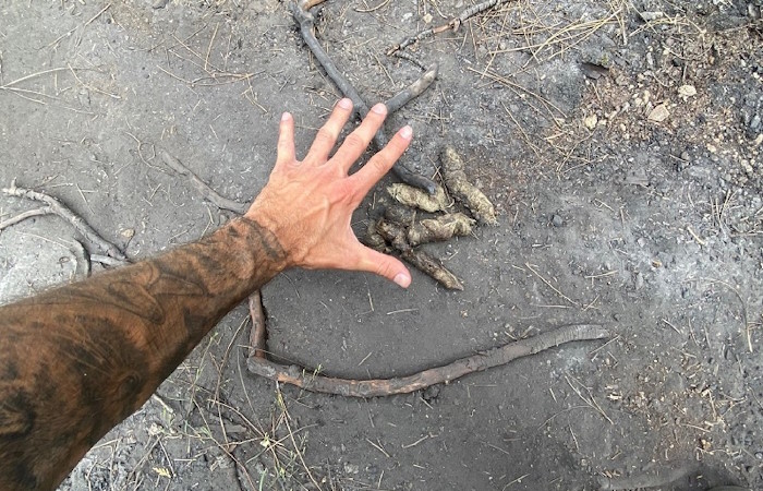 New Gray Wolf Pack Confirmed in California Makes 4 in Total;