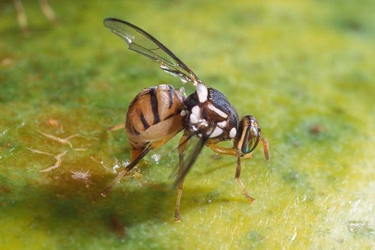 Oriental Fruit Flies Threaten California Avocados: Brentwood and Oakley in Contra Costa Brace For Quarantine
