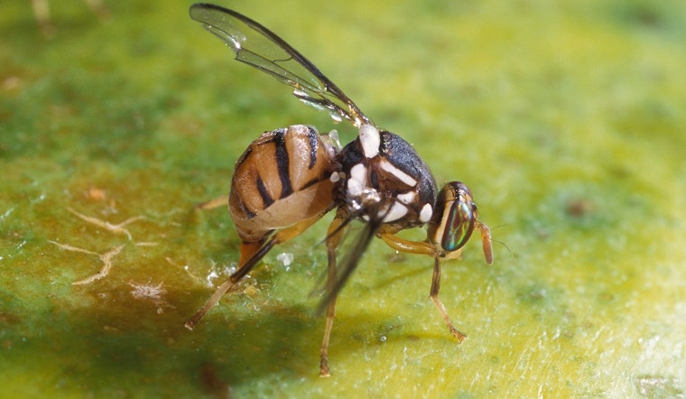 Oriental Fruit Flies Threaten California Avocados: Brentwood and Oakley in Contra Costa Brace For Quarantine