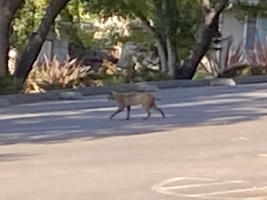 Second Sighting of Mountain Lions in San Mateo This Week