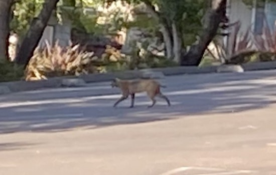 Second Sighting of Mountain Lions in San Mateo This Week