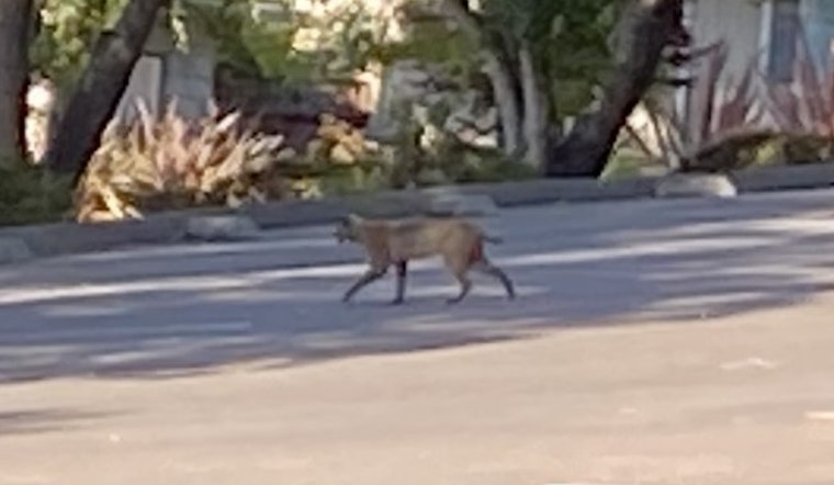Second Sighting of Mountain Lions in San Mateo This Week