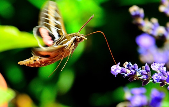 Big Moths Mistaken for Hummingbirds Descend on the Bay Area