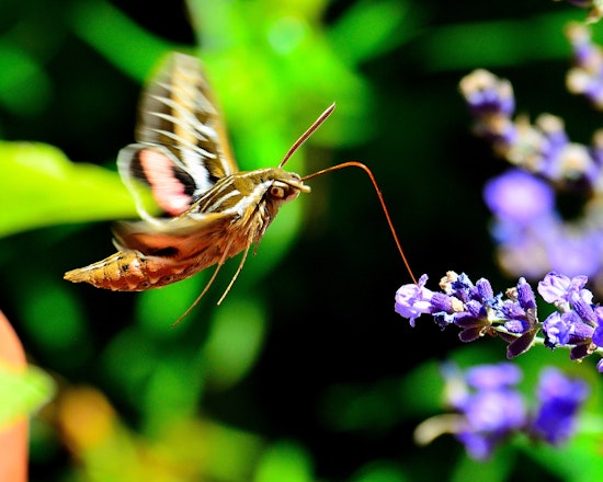 Big Moths Mistaken for Hummingbirds Descend on the Bay Area