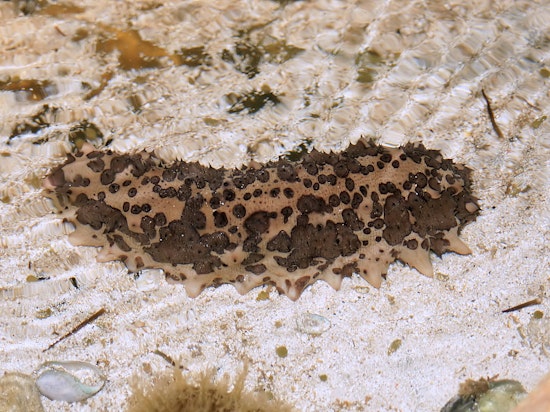 The Dark World of Sea Cucumber Smuggling and Its Impact on Marine Biodiversity in San Diego