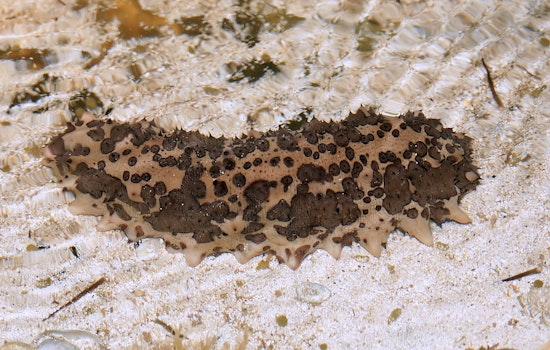 The Dark World of Sea Cucumber Smuggling and Its Impact on Marine Biodiversity in San Diego