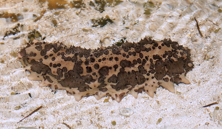 The Dark World of Sea Cucumber Smuggling and Its Impact on Marine Biodiversity in San Diego