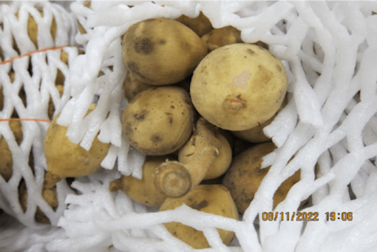 Two San Jose Women Charged for Illegal Fruit-Trade