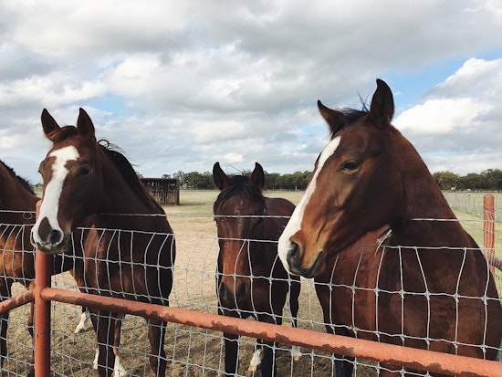 Animal Rights Activists Demand Transparency Following Horrific Neglect Allegations at Rancho Santa Fe Horse Ranch