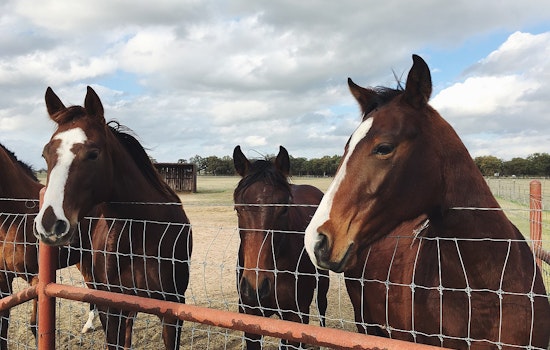 Animal Rights Activists Demand Transparency Following Horrific Neglect Allegations at Rancho Santa Fe Horse Ranch