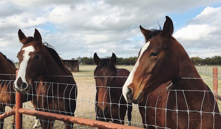 Animal Rights Activists Demand Transparency Following Horrific Neglect Allegations at Rancho Santa Fe Horse Ranch
