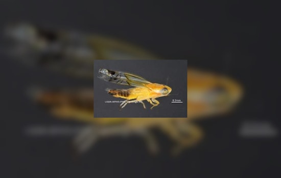 Border Protection in San Diego Finds Invasive Pest for First Time Ever in Effort to Safeguard US Agriculture