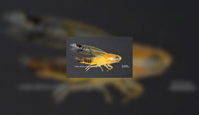 Border Protection in San Diego Finds Invasive Pest for First Time Ever in Effort to Safeguard US Agriculture