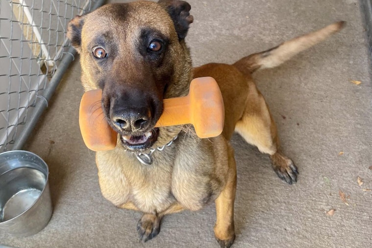 Deceased Suspect Who Gunned Down San Diego Police Dog Identified After Fatal Standoff