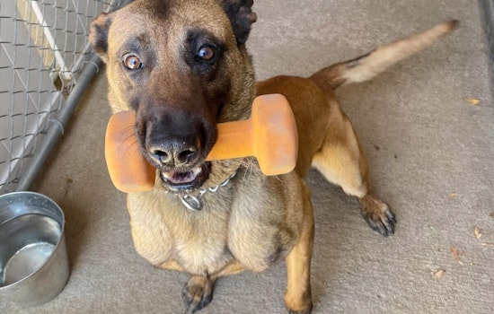 Deceased Suspect Who Gunned Down San Diego Police Dog Identified After Fatal Standoff