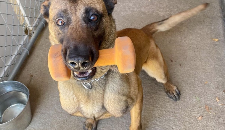 Deceased Suspect Who Gunned Down San Diego Police Dog Identified After Fatal Standoff